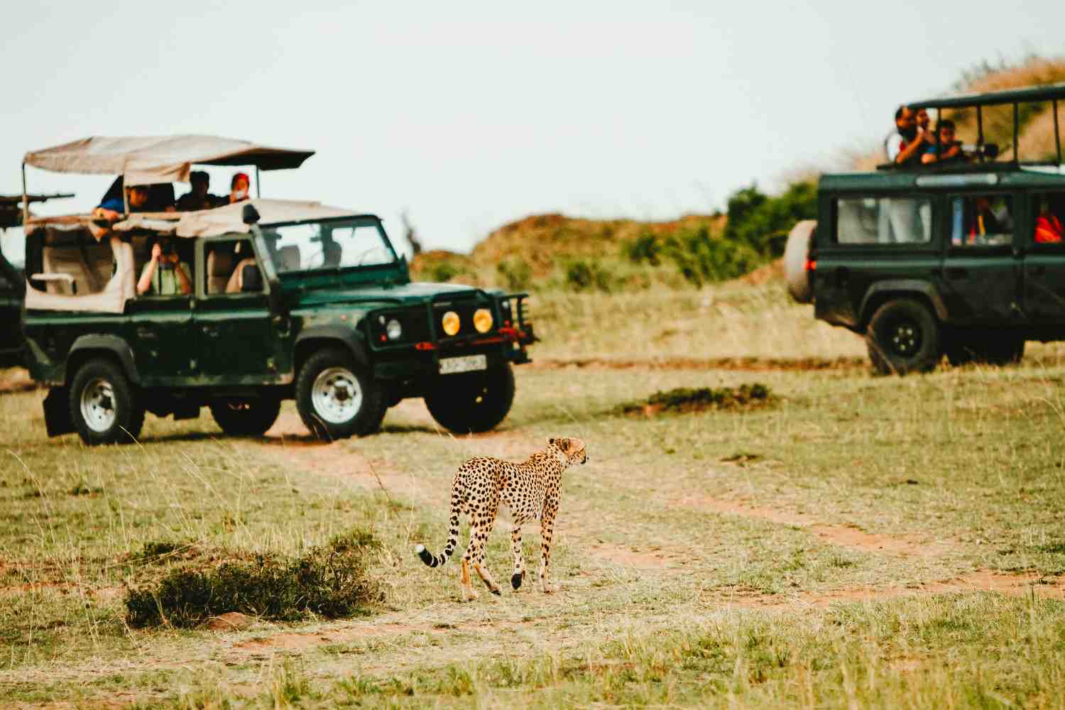 Morning Safari